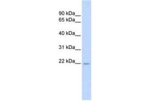 Image no. 1 for anti-Tumor Necrosis Factor (Ligand) Superfamily, Member 18 (TNFSF18) (AA 108-157) antibody (ABIN6743428) (TNFSF18 抗体  (AA 108-157))