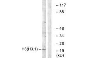Western blot analysis of extracts from A549 cells, using Histone H3 (Ab-3) Antibody. (Histone 3 抗体  (AA 1-50))