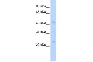 Gja4 antibody (20R-1255) used at 0. (GJA4 抗体  (N-Term))