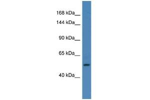 Host: Rabbit Target Name: ELAC2 Sample Type: HepG2 Whole cell lysates Antibody Dilution: 1. (ELAC2 抗体  (C-Term))