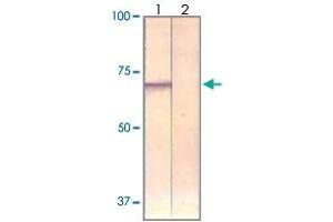 The cell lysate derived from 293 cells was immunoprobed by PAK4 polyclonal antibody  at 1 : 500. (PAK4 抗体)
