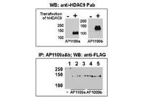 Image no. 1 for anti-Histone Deacetylase 9 (HDAC9) (N-Term) antibody (ABIN356655) (HDAC9 抗体  (N-Term))