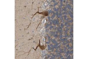 Immunohistochemical staining of human cerebellum with BEND3 polyclonal antibody  shows moderate cytoplasmic positivity in cerebellar tissue. (BEND3 抗体)