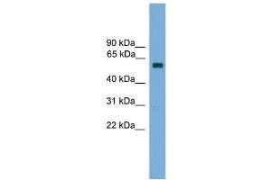 WB Suggested Anti-Zkscan14 Antibody Titration: 0. (ZNF394 抗体  (Middle Region))