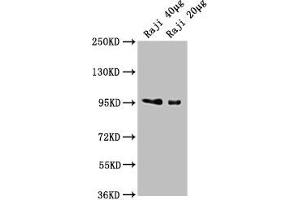 Western Blot Positive WB detected in: Raji whole cell lysate All lanes: CD19 antibody at 1:2000 Secondary Goat polyclonal to Mouse IgG at 1/10000 dilution Predicted band size: 61 kDa Observed band size: 95 kDa (CD19 抗体  (AA 20-291))