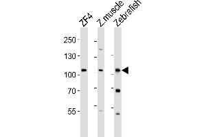 Western blot analysis of lysates from ZF4 cell line, zebra fish muscle, Zebrafish tissue lysate(from left to right), using (DANRE) zte25 Antibody (N-term) Azb18715a. (AGBL2 抗体  (AA 92-126))