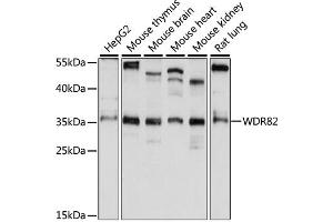 Western blot analysis of extracts of various cell lines, using WDR82 antibody (ABIN6294098) at 1:1000 dilution. (WDR82 抗体)