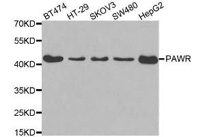 Western blot analysis of extracts of various cell lines, using PAWR antibody. (PAWR 抗体)