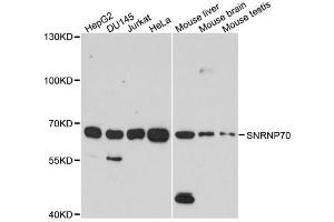Western blot analysis of extracts of various cell lines, using SNRNP70 antibody (ABIN1877092) at 1:1000 dilution. (SNRNP70 抗体)