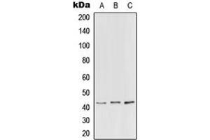 Western blot analysis of PEX3 expression in HEK293T (A), NIH3T3 (B), H9C2 (C) whole cell lysates. (PEX3 抗体  (N-Term))