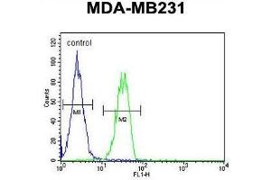 B4GALT6 Antibody (C-term) flow cytometric analysis of MDA-MB231 cells (right histogram) compared to a negative control cell (left histogram). (B4GALT6 抗体  (C-Term))