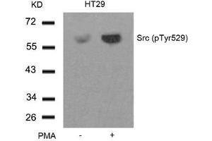 Western blot analysis of extracts from HT29 cells untreated or treated with PMA using Src(Phospho-Tyr529) Antibody.