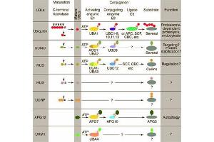 Conjugation pathways for ubiquitin and ubiquitin-like modifiers (UBLs). (SUMO1 抗体)