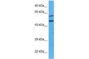 Host:  Rabbit  Target Name:  IRF4  Sample Tissue:  Human HCT116 Whole Cell  Antibody Dilution:  1ug/ml