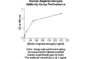 Image no. 1 for anti-Angiotensinogen (serpin Peptidase Inhibitor, Clade A, Member 8) (AGT) antibody (Biotin) (ABIN5567490) (AGT 抗体  (Biotin))
