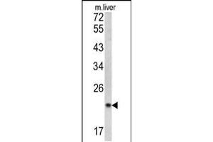 Western blot analysis of SPCS3 antibody in mouse liver tissue lysates (35ug/lane) (SPCS3 抗体  (C-Term))