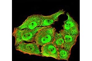 Immunofluorescence analysis of Hela cells using ANAPC10 mouse mAb (green). (ANAPC10 抗体  (AA 1-185))