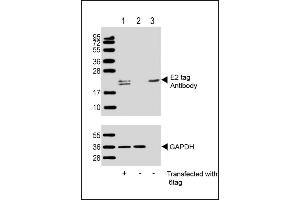 All lanes : Anti-E2 tag Antibody at 1:1000 dilution (upper) or GDH (lower) Lane 1: 293T/17 transfected with 6tag lysate (1 μg) Lane 2: Non-transfected 293T/17 lysate (1 μg) Lane 3: 6tag recombinant protein lysate (0. (E2 Tag 抗体)