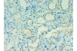 Immunohistochemistry (IHC) image for anti-Angiotensinogen (serpin Peptidase Inhibitor, Clade A, Member 8) (AGT) (AA 35-285) antibody (ABIN7144131)