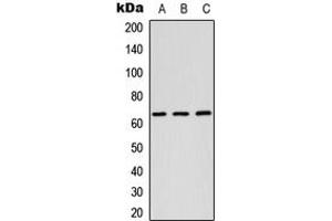 Western blot analysis of RAB11FIP1 expression in HEK293T (A), Raw264. (RAB11FIP1 抗体  (N-Term))