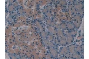 IHC-P analysis of Rat Pancreas Tissue, with DAB staining. (Superoxide dismutase copper chaperone 抗体  (AA 27-268))