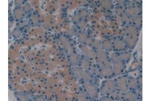 IHC-P analysis of Rat Pancreas Tissue, with DAB staining. (Superoxide dismutase copper chaperone 抗体  (AA 27-268))