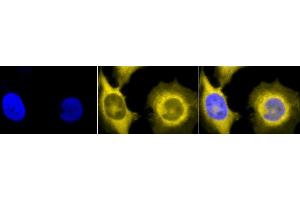 Immunocytochemistry/Immunofluorescence analysis using Rat Anti-GRP94 Monoclonal Antibody, Clone 9G10 (ABIN361653 and ABIN361654). (GRP94 抗体)