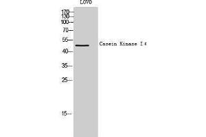 Western Blotting (WB) image for anti-Casein Kinase 1, epsilon (CSNK1E) (Internal Region) antibody (ABIN3183663) (CK1 epsilon 抗体  (Internal Region))