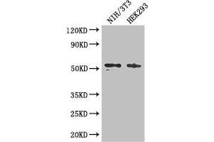 Western Blot Positive WB detected in: NIH/3T3 whole cell lysate, HEK293 whole cell lysate All lanes: RTCB antibody at 3 μg/mL Secondary Goat polyclonal to rabbit IgG at 1/50000 dilution Predicted band size: 56 kDa Observed band size: 56 kDa (C22orf28 抗体  (AA 52-229))