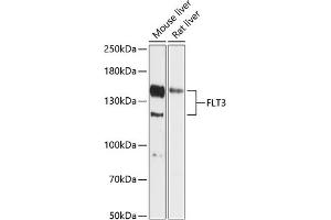 Western blot analysis of extracts of various cell lines, using FLT3 antibody (ABIN6134577, ABIN6140692, ABIN6140695 and ABIN6216099) at 1:1000 dilution. (FLT3 抗体  (AA 650-750))