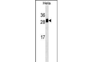 TMED1 Antibody (Center) (ABIN1538614 and ABIN2849286) western blot analysis in Hela cell line lysates (35 μg/lane). (TMED1 抗体  (AA 77-104))