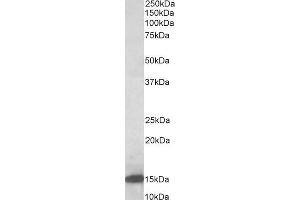 ABIN5539727 (0. (LGALS1/Galectin 1 抗体  (AA 100-112))