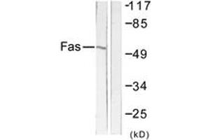 Western blot analysis of extracts from LOVO cells, using FAS Antibody. (FAS 抗体  (AA 281-330))