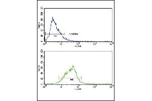 AOX1 Antibody (Center) (ABIN390654 and ABIN2840952) flow cytometry analysis of HepG2 cells (bottom histogram) compared to a negative control cell (top histogram). (AOX1 抗体  (AA 698-726))