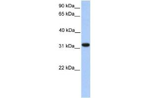 Western Blotting (WB) image for anti-Electron-Transfer-Flavoprotein, alpha Polypeptide (ETFA) antibody (ABIN2459725) (ETFA 抗体)