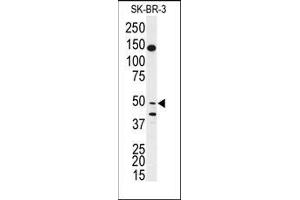 Western Blotting (WB) image for anti-BPI Fold Containing Family B, Member 2 (BPIFB2) (AA 93-122), (N-Term) antibody (ABIN359588)