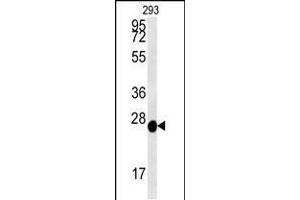 Western blot analysis in 293 cell line lysates (35ug/lane). (Peroxiredoxin 6 抗体  (AA 103-132))
