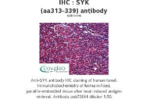 Image no. 1 for anti-Spleen tyrosine Kinase (SYK) (AA 313-339) antibody (ABIN1739810) (SYK 抗体  (AA 313-339))