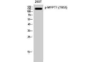 Western Blotting (WB) image for anti-Myosin Phosphatase, Target Subunit 1 (PPP1R12A) (pThr853) antibody (ABIN3173235) (PPP1R12A 抗体  (pThr853))