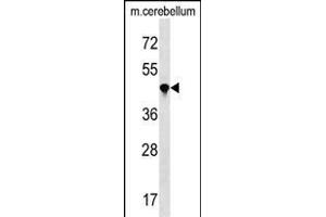 IL4 Antibody (N-term) (ABIN1538998 and ABIN2850087) western blot analysis in mouse cerebellum tissue lysates (35 μg/lane). (PPIL4 抗体  (N-Term))