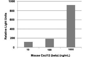 Triplicate samples of primary human neutrophils from three donors were allowed to migrate to mouse Cxcl12 (beta) (10, 100 and 1000 ng/mL). (CXCL12 蛋白)