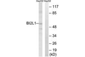 Western blot analysis of extracts from HepG2 cells, using BAIAP2L1 Antibody. (BAIAP2L1 抗体  (AA 111-160))
