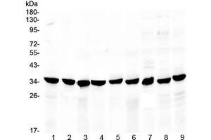 Western blot testing of 1) rat stomach, 2) rat small intestine, 3) rat pancreas, 4) mouse stomach, 5) mouse pancreas, 6) human MCF7, 7) human HeLa and 8) human 22RV1 lysate with COPE antibody at 0. (COPE 抗体)