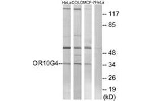 Western blot analysis of extracts from HeLa/COLO/MCF-7 cells, using OR10G4 Antibody. (OR10G4 抗体  (AA 230-279))