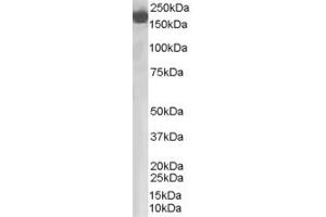 ABIN185437 staining (0. (Complement Factor H 抗体  (Internal Region))