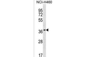 RAB36 Antibody (C-term) (ABIN1537092 and ABIN2849894) western blot analysis in NCI- cell line lysates (35 μg/lane). (RAB36 抗体  (C-Term))