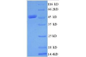SDS-PAGE (SDS) image for MYST Histone Acetyltransferase 2 (MYST2) (AA 1-214), (partial) protein (GST tag) (ABIN7479265)