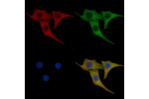 DKK1 Mouse Monoclonal Antibody staining Hela cells by IF/ICC. (DKK1 抗体  (Internal Region))