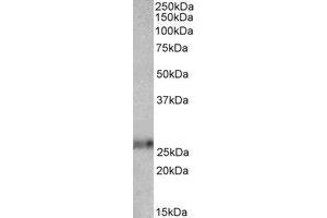 Western Blotting (WB) image for anti-Ephrin A1 (EFNA1) (AA 144-155) antibody (ABIN793208) (Ephrin A1 抗体  (AA 144-155))