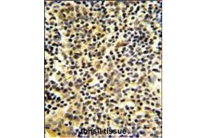 Formalin-fixed and paraffin-embedded human tonsil tissue reacted with BPI Antibody (Center), which was peroxidase-conjugated to the secondary antibody, followed by DAB staining. (BPI 抗体  (AA 293-324))